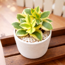 2 inch Crassula sarmentosa f. variegata, green succulents, indoor succulents, succulent care guide, buy succulents online