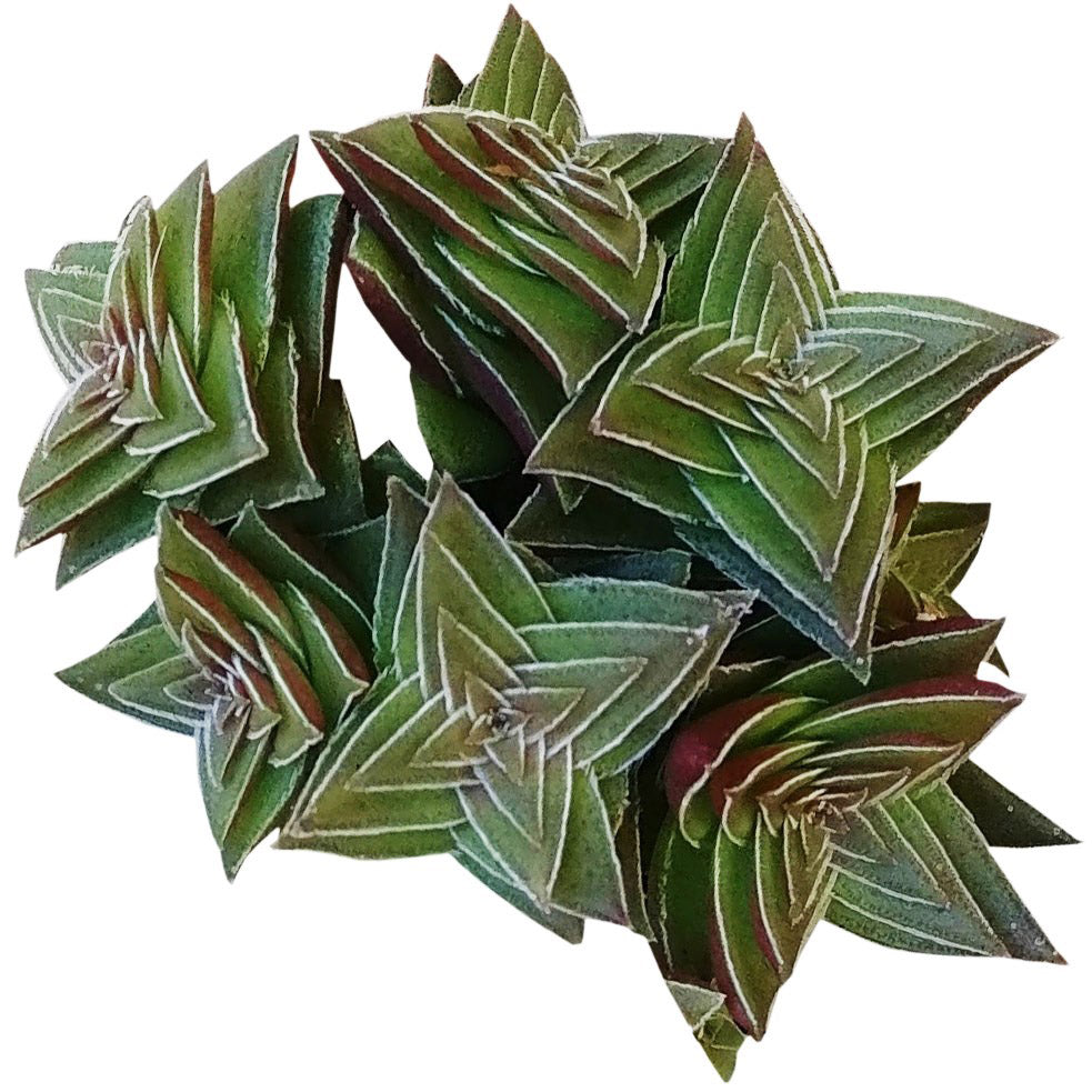 pagoda village succulent Crassula Pagoda Village - Unique, Eye-catching Indoor Plants