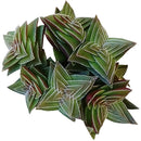 crassula, crassula plant, crassula succulent, crassula types, crassula varieties, types of crassula, crassula species, crassulas, succulent crassula