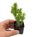 2 inch Crassula dependens - Slab Stonecrop, green succulents, indoor outdoor succulents, succulent care guide, buy succulents online