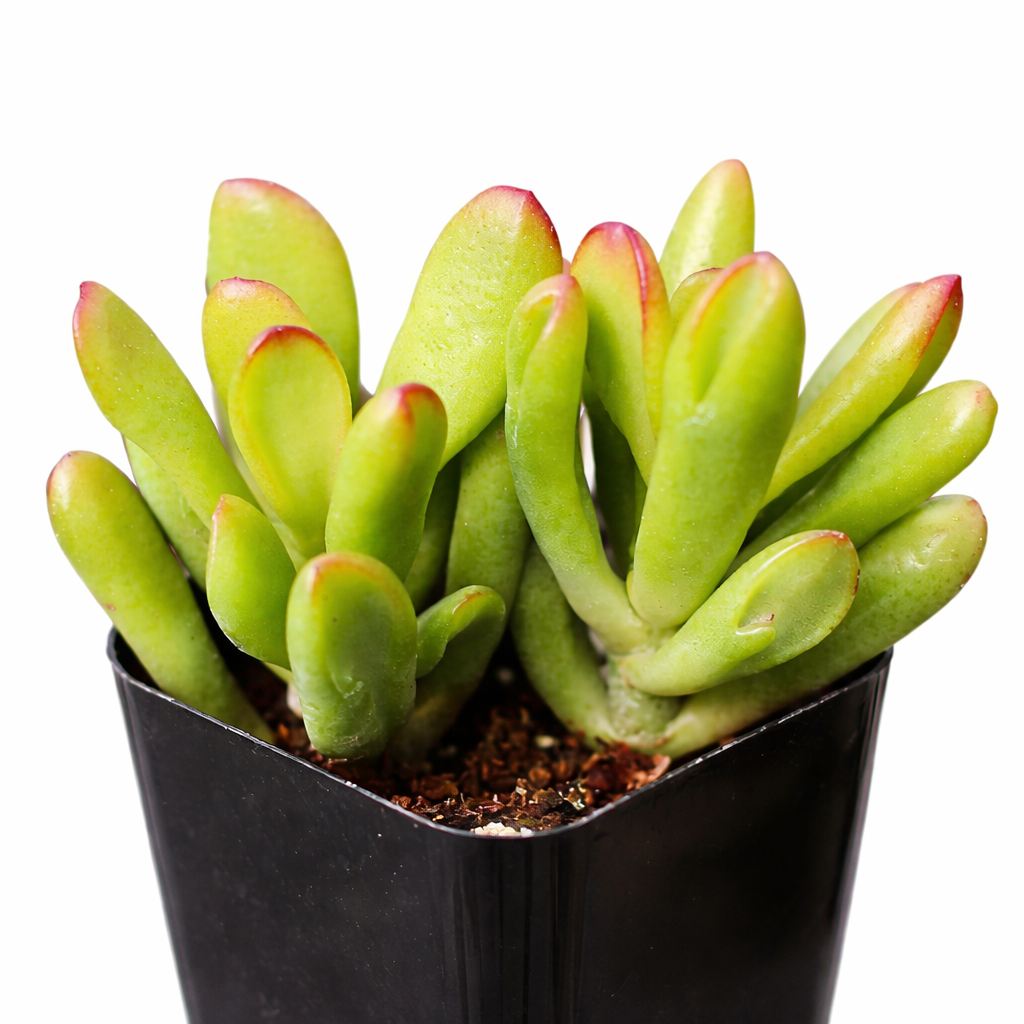 2 inch Crassula ovata ‘Hobbit’, green succulents, indoor succulents, succulent care guide, buy succulents online