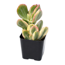 8-pack of 2" live plants for sale. Pick eight favorite plants and enjoy a variety of compact plants in 2" pots. Great for plant collections, gifting, decorating small spaces, and indoor gardening.