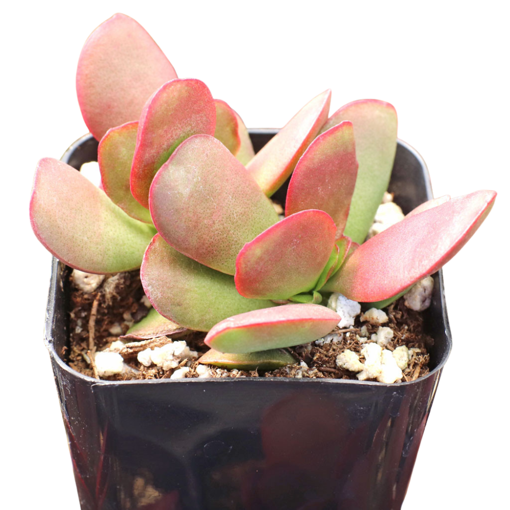 Crassula pubescens ssp. radicans - Large Red Carpet Stonecrop in a plastic pot, green succulents, indoor outdoor succulents, succulent care guide, buy succulents online