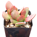  2inch Crassula pubescens ssp. radicans - Large Red Carpet Stonecrop in a plastic pot, green succulents, indoor outdoor succulents, succulent care guide, buy succulents online