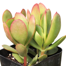  2inch Crassula pubescens ssp. radicans - Large Red Carpet Stonecrop in a plastic pot, green succulents, indoor outdoor succulents, succulent care guide, buy succulents online