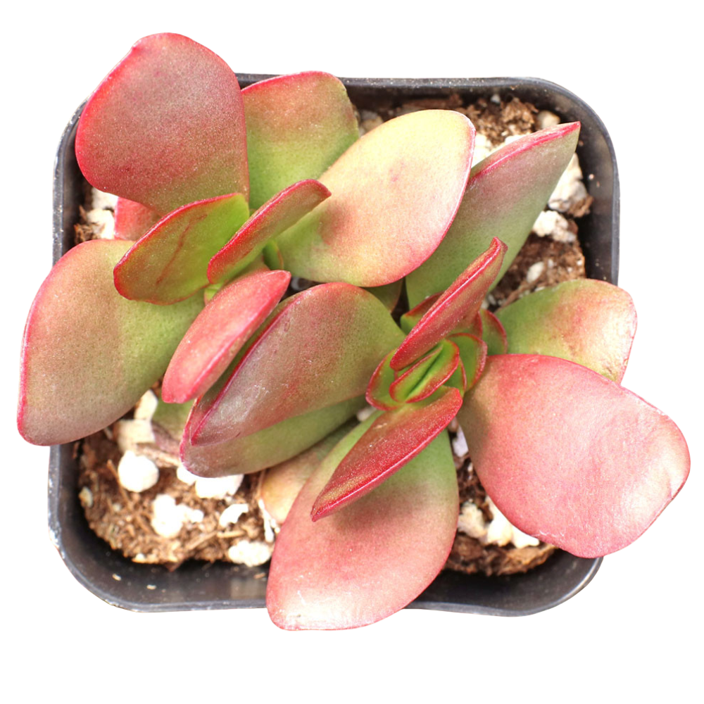 Crassula pubescens ssp. radicans - Large Red Carpet Stonecrop, green succulents, indoor outdoor succulents, succulent care guide, buy succulents online