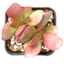  2inch Crassula pubescens ssp. radicans - Large Red Carpet Stonecrop in a plastic pot, green succulents, indoor outdoor succulents, succulent care guide, buy succulents online