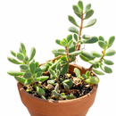 Crassula rogersii in California, How to grow Crassula rogersii, rare succulents, rare succulents for sale, unique succulents