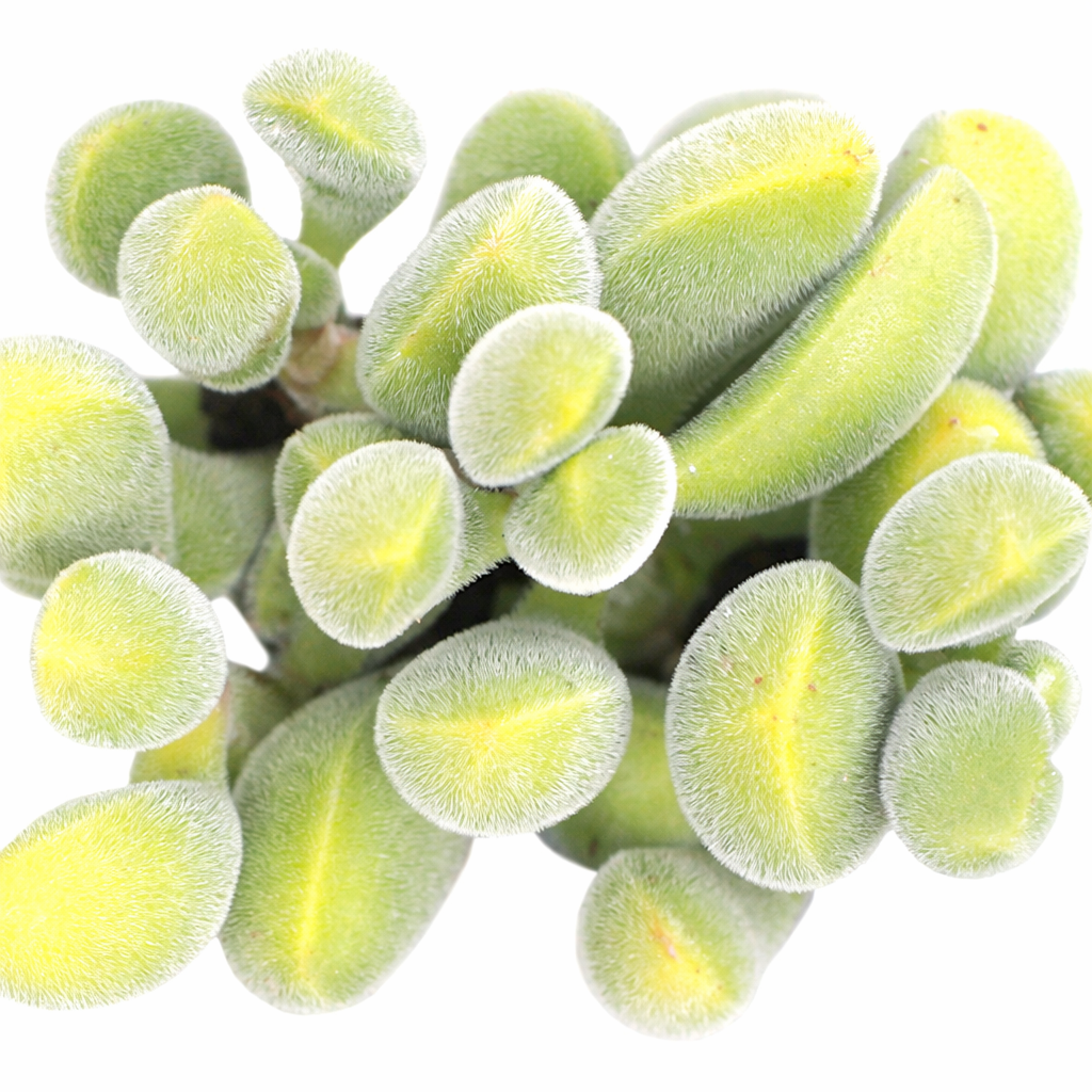 Crassula rogersii succulent for sale online, green succulent, succulent gift ideas