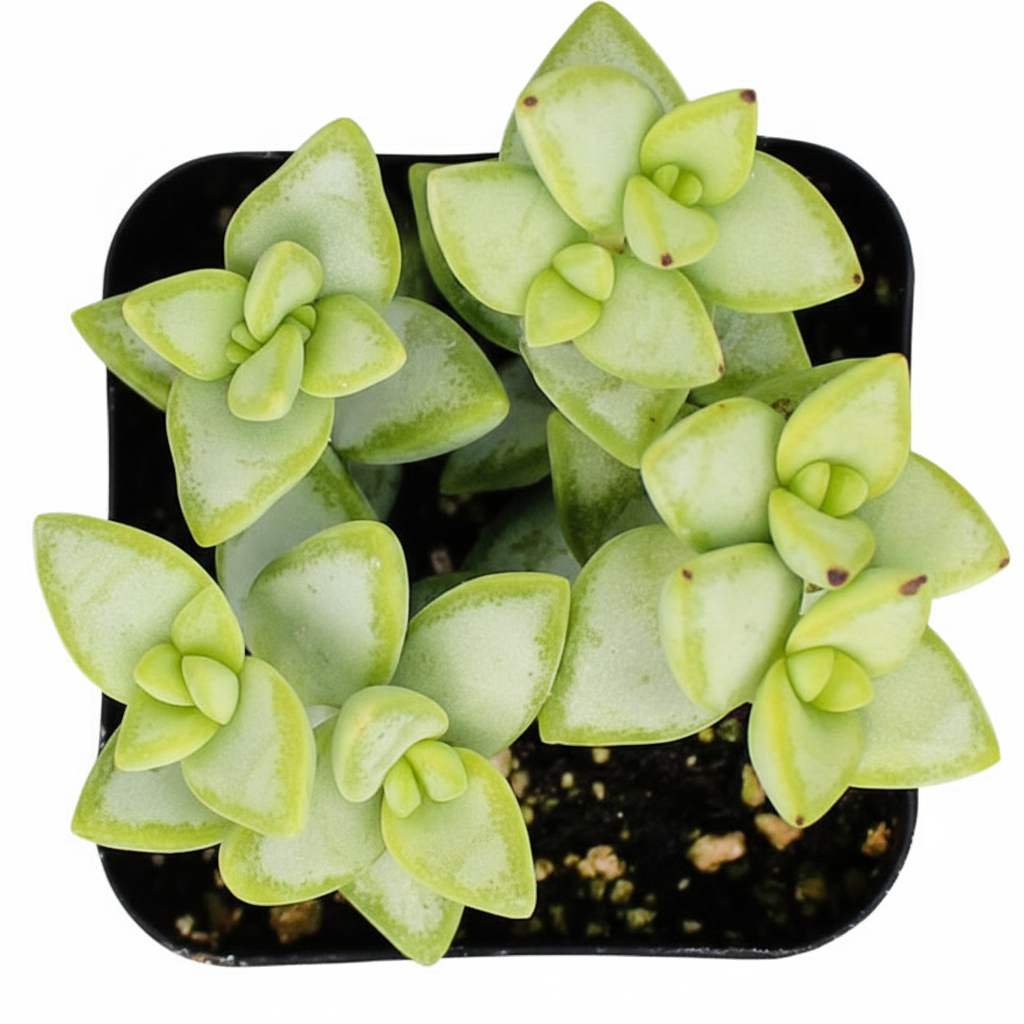 2 inch Crassula rupestris Rosary Vine, rare Crassula live plants, buy Crassula rupestris Rosary Vine online, Crassula rupestris Rosary Vine for sale