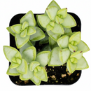 Crassula rupestris Rosary Vine