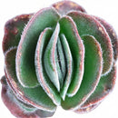 2 inch Crassula tomentosa - Woolly Crassula green succulents, indoor succulents, succulent care guide, buy succulents online