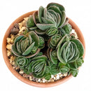 2 inch Crassula tomentosa - Woolly Crassula green succulents, indoor succulents, succulent care guide, buy succulents online