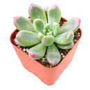 Cremneria 'Expatriata'