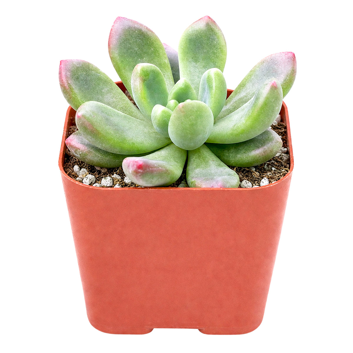 Cremneria 'Expatriata'
