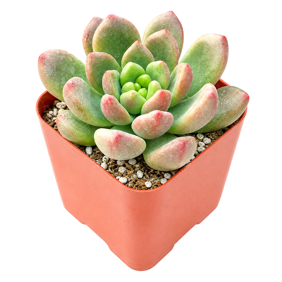 Cremneria 'Expatriata'