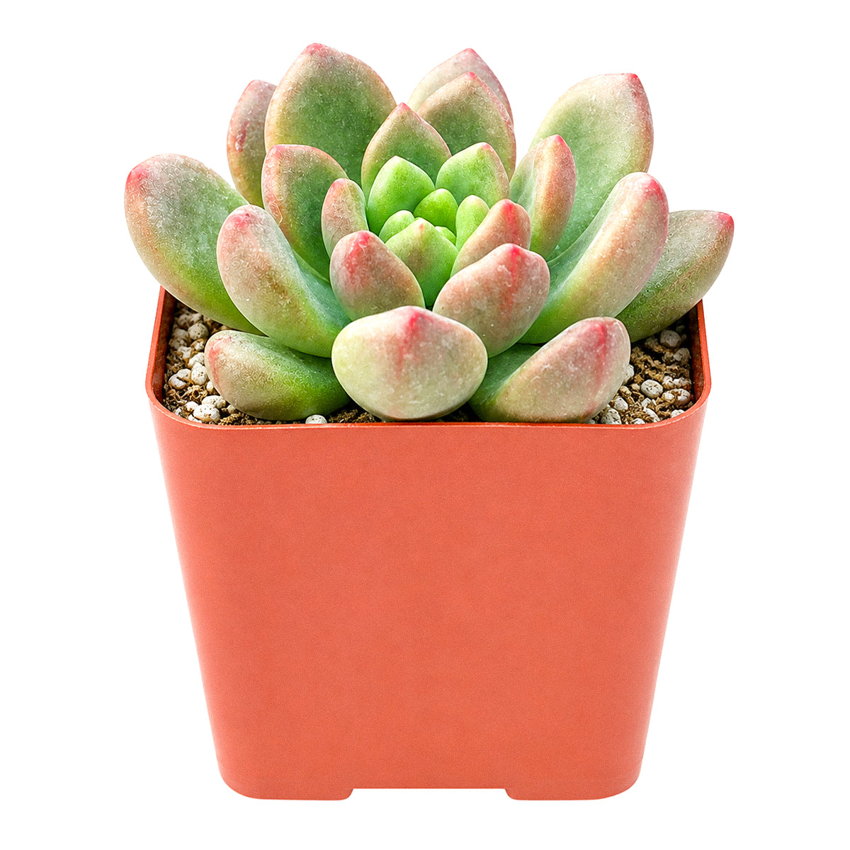 Cremneria 'Expatriata'