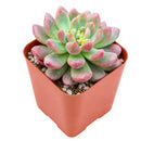 Cremneria 'Expatriata'
