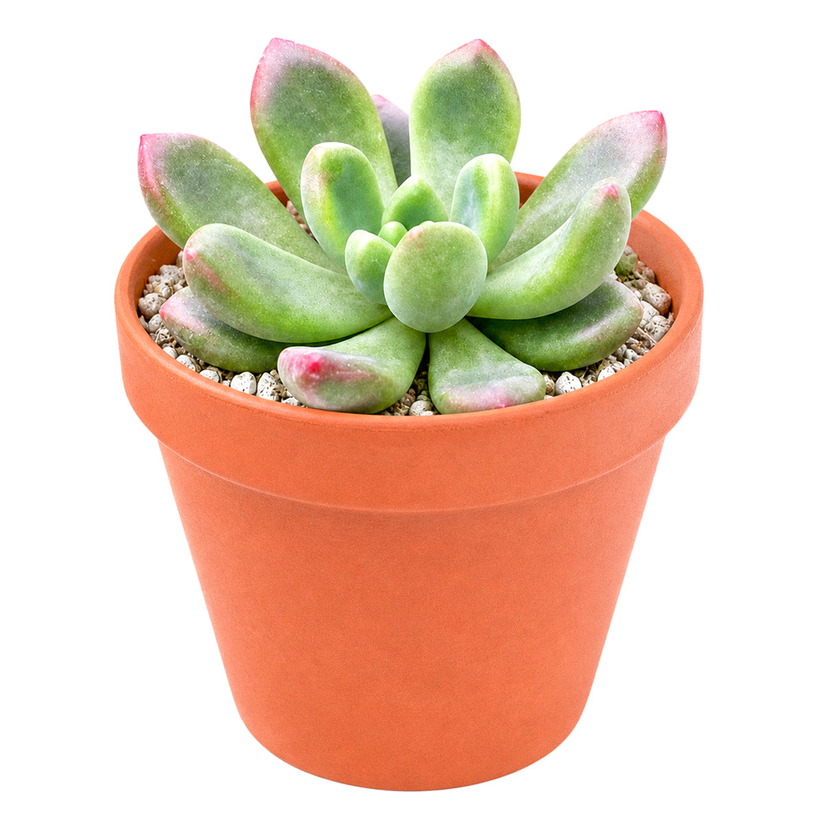 Cremneria 'Expatriata'