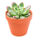Cremneria 'Expatriata'