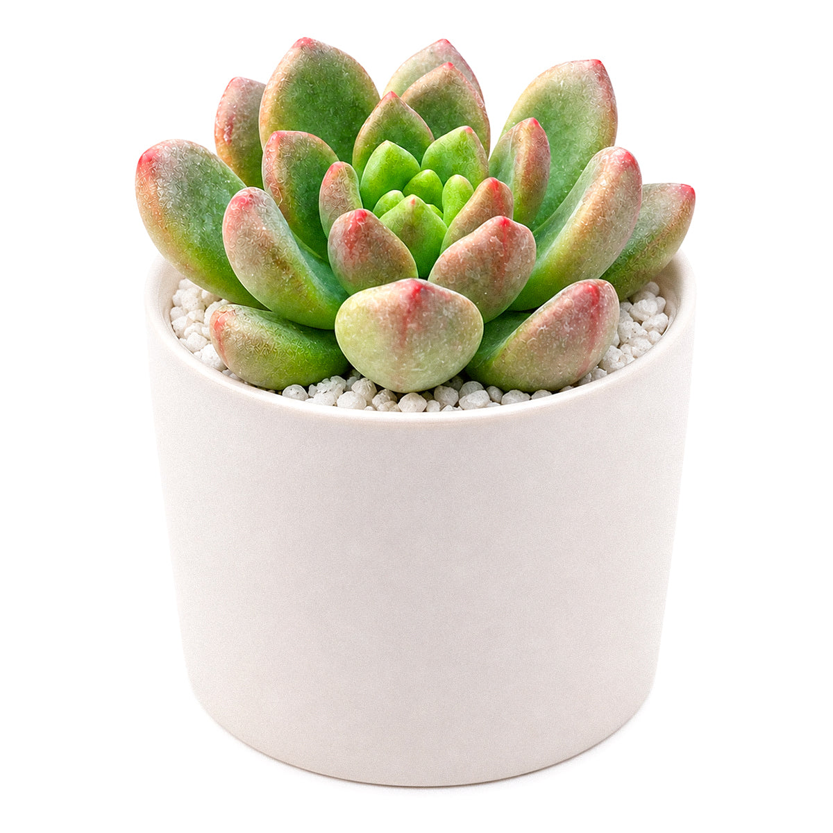 Cremneria 'Expatriata'