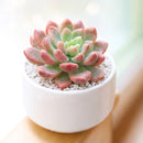 Cremneria 'Expatriata' for sale, how to grow succulents, succulent plant, succulent care tips, succulent subscription, succulents garden, Succulents, Succulents shop near me, Rare succulents