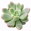 Cremneria 'Expatriata' for sale, how to grow succulents, succulent plant, succulent care tips, succulent subscription, succulents garden, Succulents, Succulents shop near me, Rare succulents