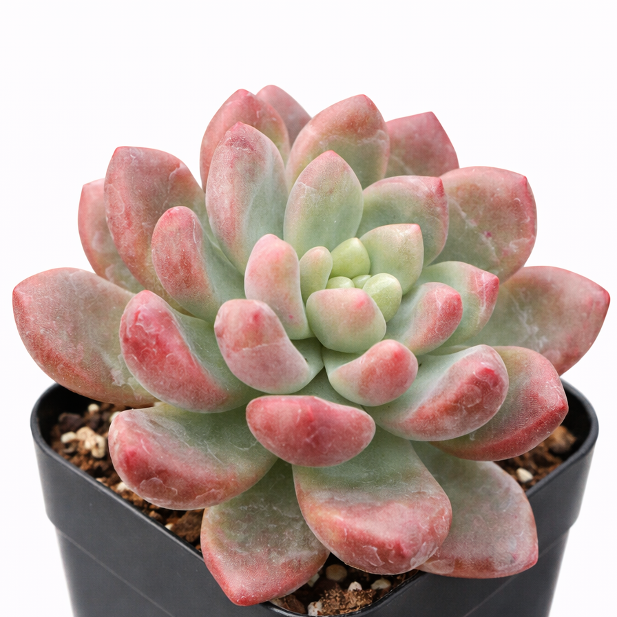 Cremneria 'Expatriata' for sale, how to grow succulents, succulent plant, succulent care tips, succulent subscription, succulents garden, Succulents, Succulents shop near me, Rare succulents