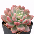 Cremneria 'Expatriata' for sale, how to grow succulents, succulent plant, succulent care tips, succulent subscription, succulents garden, Succulents, Succulents shop near me, Rare succulents