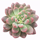 Cremneria 'Expatriata' for sale, how to grow succulents, succulent plant, succulent care tips, succulent subscription, succulents garden, Succulents, Succulents shop near me, Rare succulents