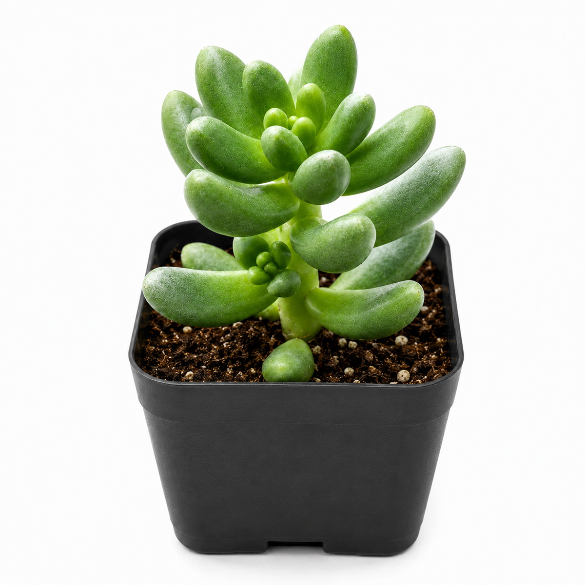 2 inch cremnosedum 'crocodile' live air plant for sale, deep green rosette with prominent burgundy spots and striping throughout, textured bumpy leaf surface creating three-dimensional visual interest, slow-growing spreading form ideal for shallow containers, thrives in bright light conditions with excellent drainage, charming desktop succulent display, rare collector plant gift for succulent lovers
