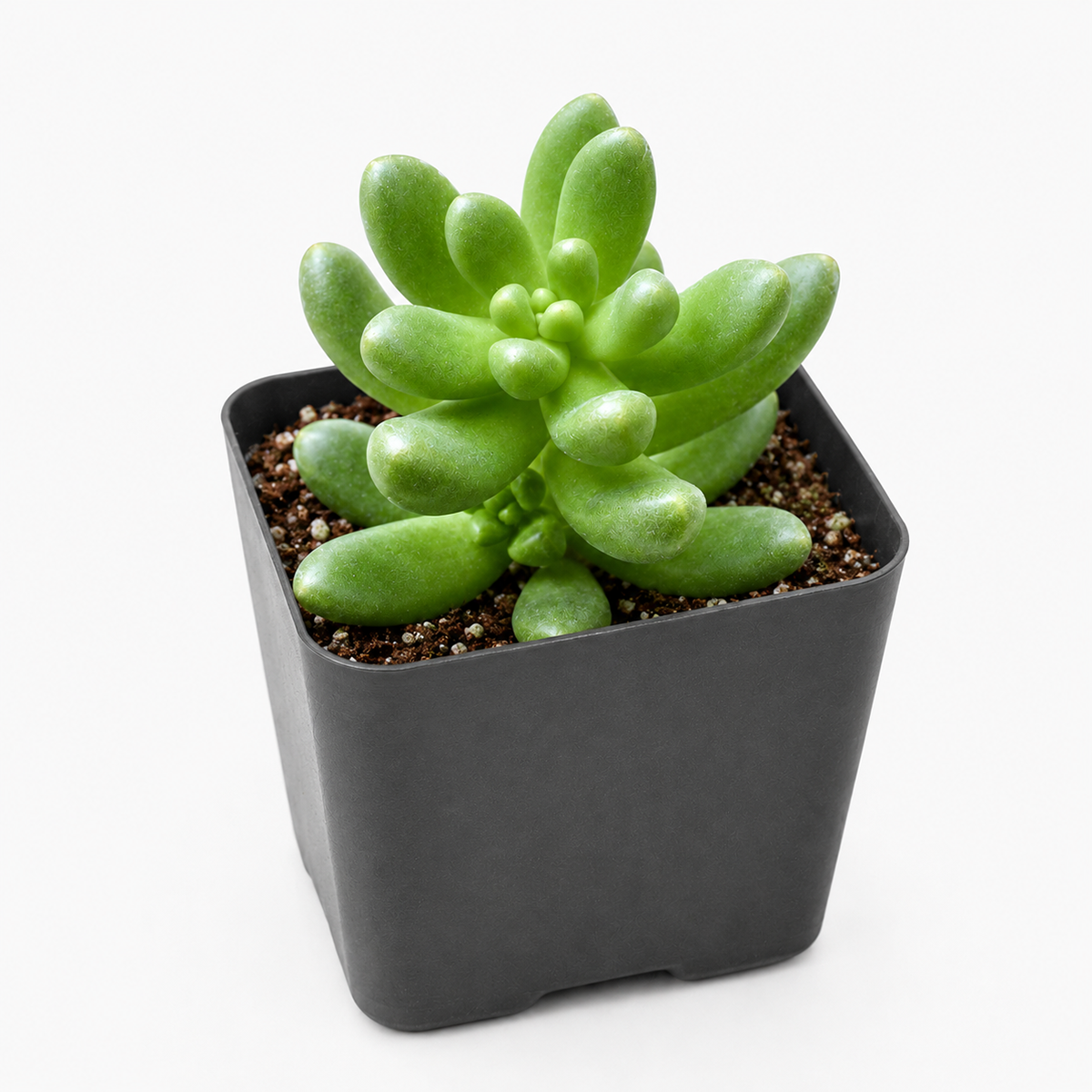 buy cremnosedum 'crocodile' live air plant 4 inch online, rich forest green clustered rosettes with warm reddish-bronze speckles and variegation, uniquely patterned fleshy leaves with pebbly tactile surface, spreading mat-forming growth reaching 6 to 8 inches wide, exceptionally cold hardy and low-maintenance succulent, stunning modern shelf accent for contemporary decor, perfect gift for hard-to-please plant collectors