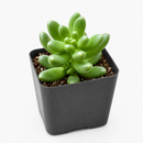 buy cremnosedum 'crocodile' live air plant 2 inch online, soft pistachio green coloration with contrasting deep burgundy spots and linear markings, fleshy compact leaves with distinctive wrinkled pebbly texture resembling scaled reptile skin, tight cushion-forming growth ideal for small dedicated succulent displays, extremely forgiving drought tolerant plant requiring minimal watering schedule, charming living office desk plant decor