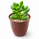 buy cremnosedum 'crocodile' live air plant 2 inch online, soft pistachio green coloration with contrasting deep burgundy spots and linear markings, fleshy compact leaves with distinctive wrinkled pebbly texture resembling scaled reptile skin, tight cushion-forming growth ideal for small dedicated succulent displays, extremely forgiving drought tolerant plant requiring minimal watering schedule, charming living office desk plant decor