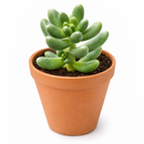 buy cremnosedum 'crocodile' live air plant 2 inch online, soft pistachio green coloration with contrasting deep burgundy spots and linear markings, fleshy compact leaves with distinctive wrinkled pebbly texture resembling scaled reptile skin, tight cushion-forming growth ideal for small dedicated succulent displays, extremely forgiving drought tolerant plant requiring minimal watering schedule, charming living office desk plant decor