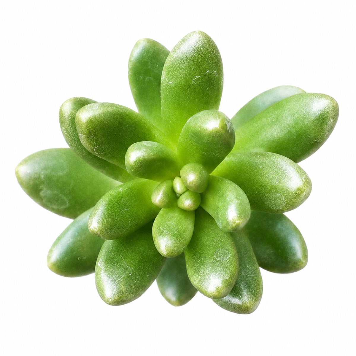 4 inch cremnosedum 'crocodile' live air plant for sale, luminous green foliage with intricate mahogany and burnt orange markings creating natural pattern, dense cushion-like growth form with tightly packed architectural leaves, extremely frost tolerant unusual hardy succulent, minimal watering requirements year-round, beautiful bright entry way decor plant, thoughtful living plant gift for outdoor gardeners
