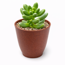 buy cremnosedum 'crocodile' live air plant 2 inch online, soft pistachio green coloration with contrasting deep burgundy spots and linear markings, fleshy compact leaves with distinctive wrinkled pebbly texture resembling scaled reptile skin, tight cushion-forming growth ideal for small dedicated succulent displays, extremely forgiving drought tolerant plant requiring minimal watering schedule, charming living office desk plant decor