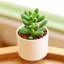buy cremnosedum 'crocodile' live air plant 2 inch online, soft pistachio green coloration with contrasting deep burgundy spots and linear markings, fleshy compact leaves with distinctive wrinkled pebbly texture resembling scaled reptile skin, tight cushion-forming growth ideal for small dedicated succulent displays, extremely forgiving drought tolerant plant requiring minimal watering schedule, charming living office desk plant decor