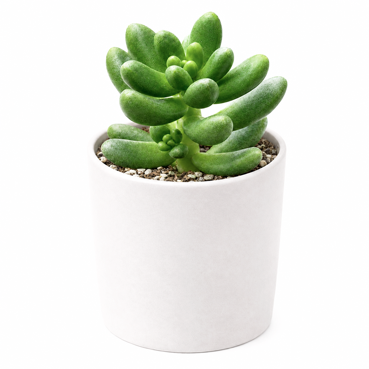 4 inch cremnosedum 'crocodile' live air plant for sale, warm sage green base color with prominent mahogany striping and speckle pattern covering all foliage, remarkably textured bumpy leaf surface adding tactile dimension and visual complexity, vigorous spreading growth establishing attractive dense mats over time, remarkably resilient frost tolerant alpine succulent, dramatic tabletop or shelf styling accent plant, memorable living gift for gardeners and succulent enthusiasts