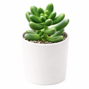 buy cremnosedum 'crocodile' live air plant 2 inch online, soft pistachio green coloration with contrasting deep burgundy spots and linear markings, fleshy compact leaves with distinctive wrinkled pebbly texture resembling scaled reptile skin, tight cushion-forming growth ideal for small dedicated succulent displays, extremely forgiving drought tolerant plant requiring minimal watering schedule, charming living office desk plant decor