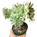 succulent care tips, how to grow succulents, succulent plant, succulents store in CA, monthly succulents, Succulents shop near me, cactus, crested sunburst in California