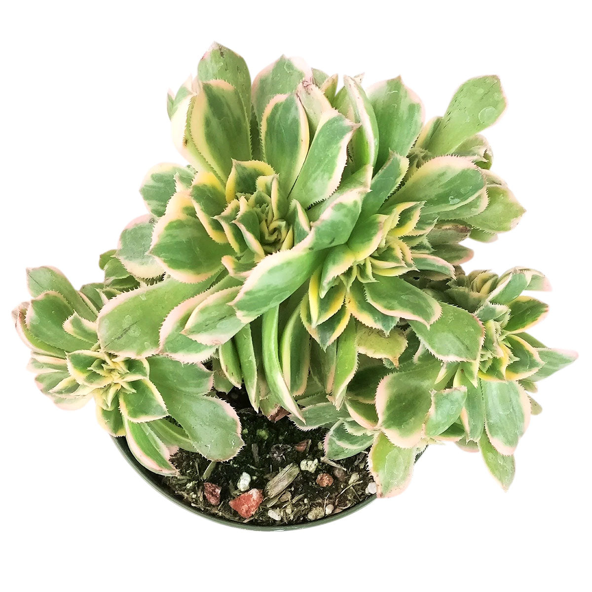 sunburst succulents Rare Crested Aeonium Sunburst Succulent