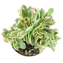 succulent care tips, how to grow succulents, succulent plant, succulents store in CA, monthly succulents, Succulents shop near me, cactus, crested sunburst in California