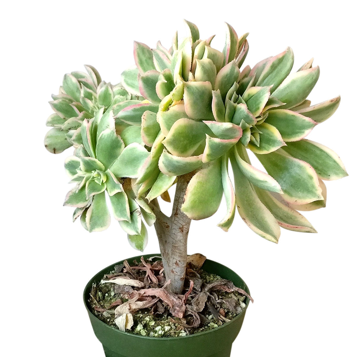 crested sunburst succulent Rare Crested Aeonium Sunburst Succulent