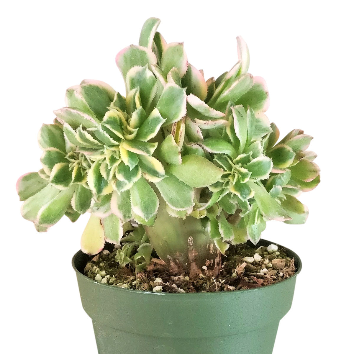 crested sunburst, Aeonium Sunburst crested, succulent care, succulent care tips, how to grow succulents, succulent plant, succulents store in CA, monthly succulents, Succulents shop near me, cactus, crested sunburst in California, How to grow crested sunburst