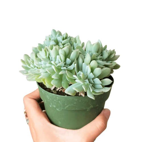 trost succulent Crested Echeveria Topsy Turvy | Succulent Care Instruction