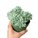 Echeveria runyonii, succulents garden, how to grow succulents, succulents shop in California, succulent care tips, succulent care guide, succulent plant, Succulents, monthly succulents, Echeveria runyonii in California, How to grow Echeveria runyonii, Echeveria for thanksgiving, How to care echeveria succulents for thanksgiving, indoor succulents, echeveria, echeveria succulent, echeveria types, succulent echeveria, buy succulents online, succulent shop, succulent store, echeveria plant