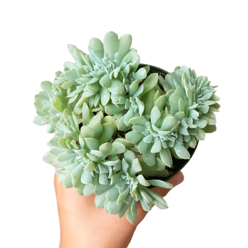 topsy turvy succulent care Crested Echeveria Topsy Turvy | Succulent Care Instruction