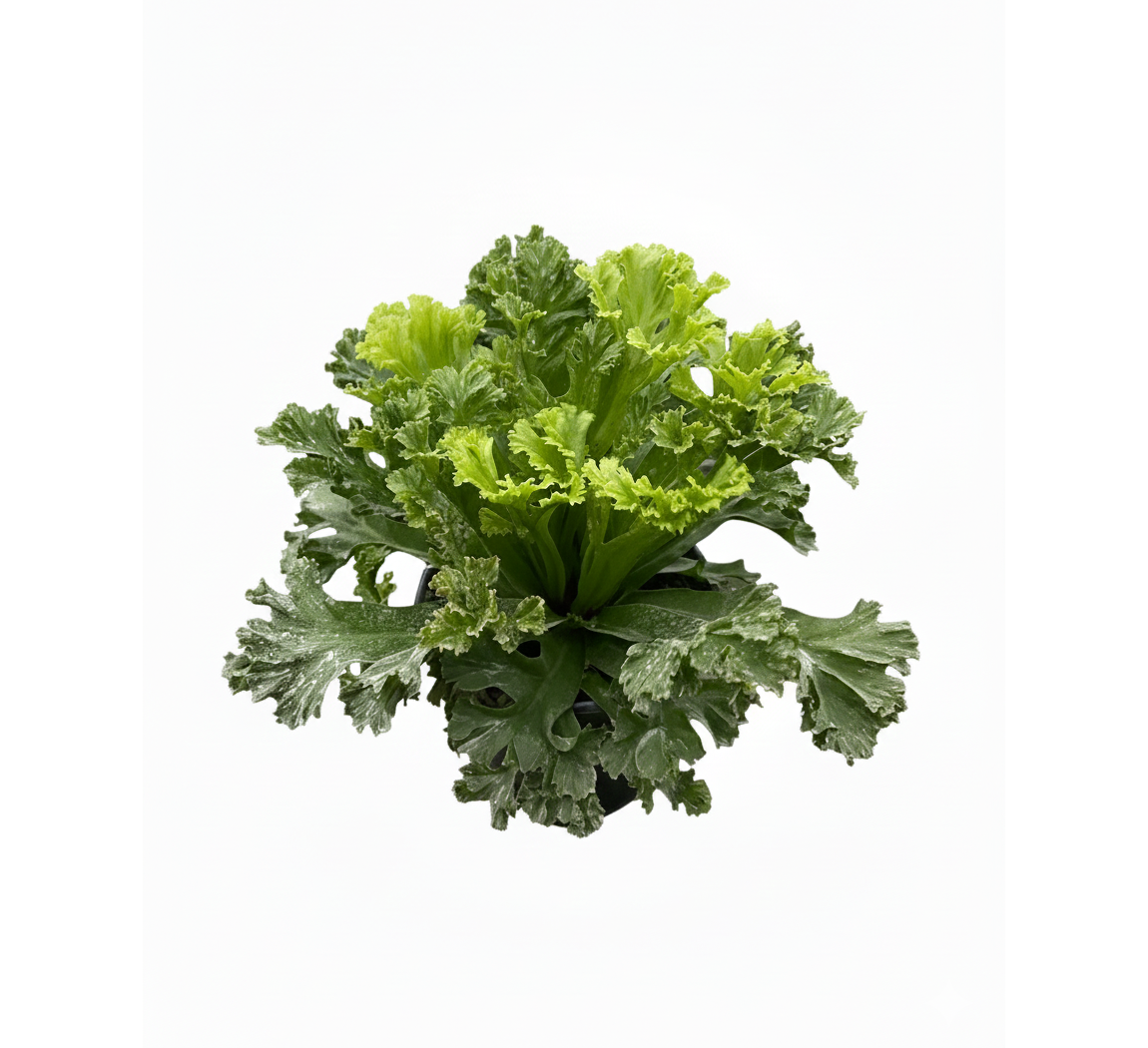 6 inch Bird’s Nest Leslie Fern, Bird’s Nest Leslie Fern for sale, buy Bird’s Nest Leslie Fern online