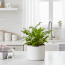 Buy the unique Crocodile Fern with leathery, textured foliage, unique foliage plant, 4 inch fern, 6 inch fern, air purifying plant, bathroom plant